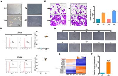 SNORA72 Activates the Notch1/c-Myc Pathway to Promote Stemness Transformation of Ovarian Cancer Cells